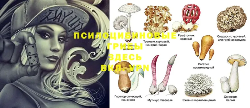 как найти   кракен маркетплейс  Псилоцибиновые грибы Magic Shrooms  Кропоткин 